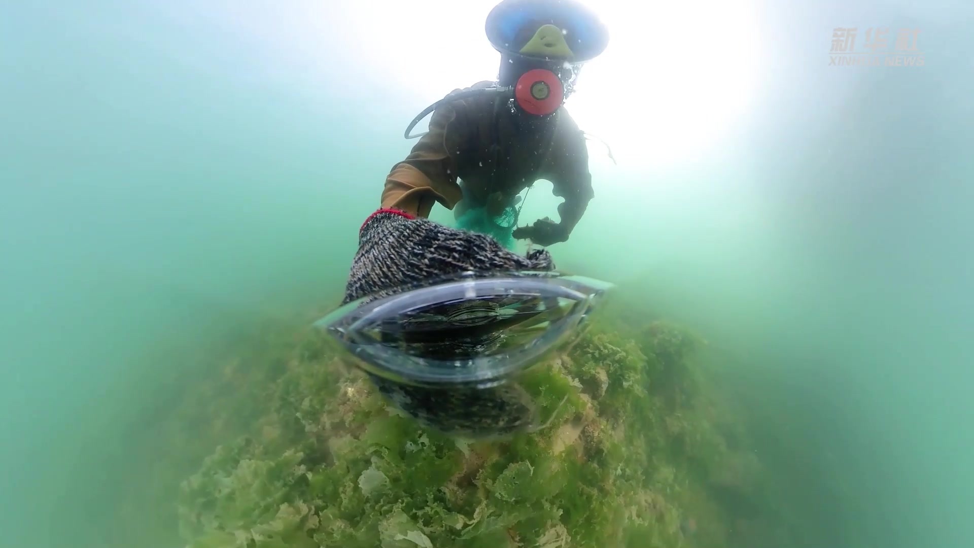 海猛子高手帶你抓海參