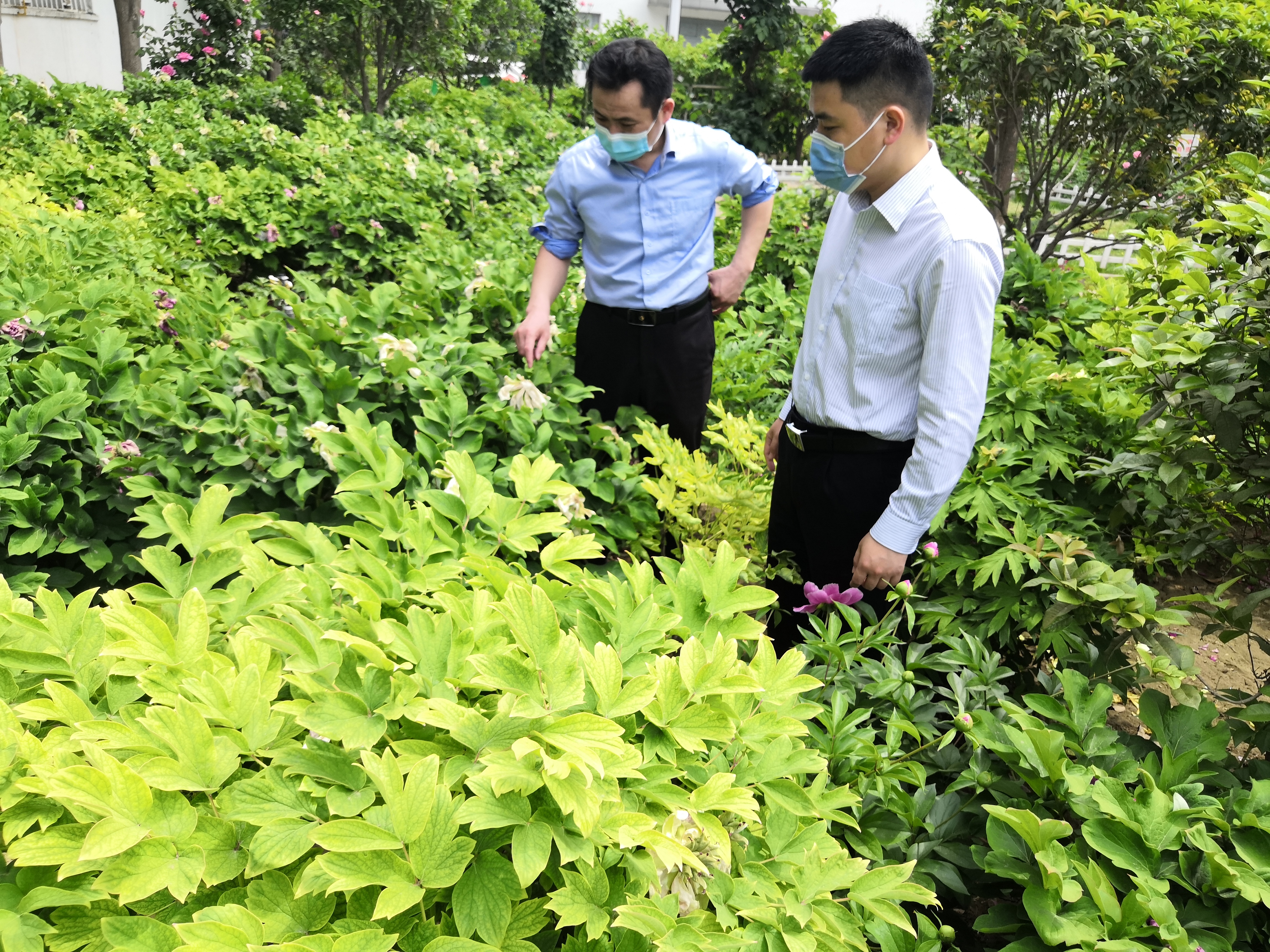 山东菏泽：牡丹花正盛