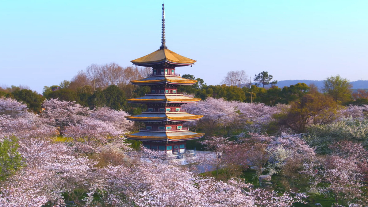 每年3月武漢櫻花節,吸引了上百萬本地市民和全國各地遊客賞花觀景.