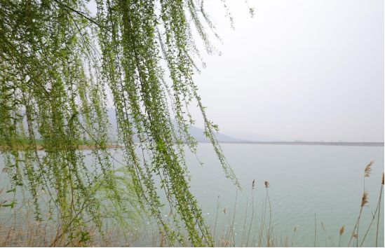 东风吹暖柳枝柔