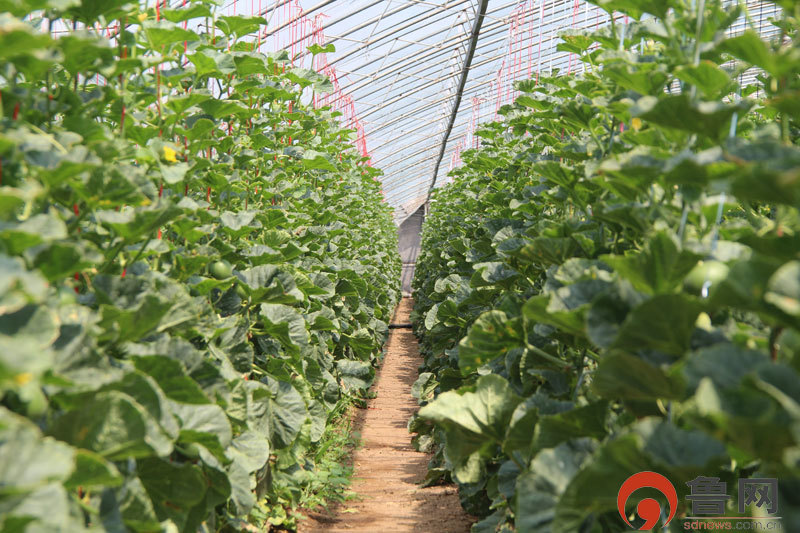 日照莒县：甜瓜丰收在望，这里的村民最想感谢的是他们！