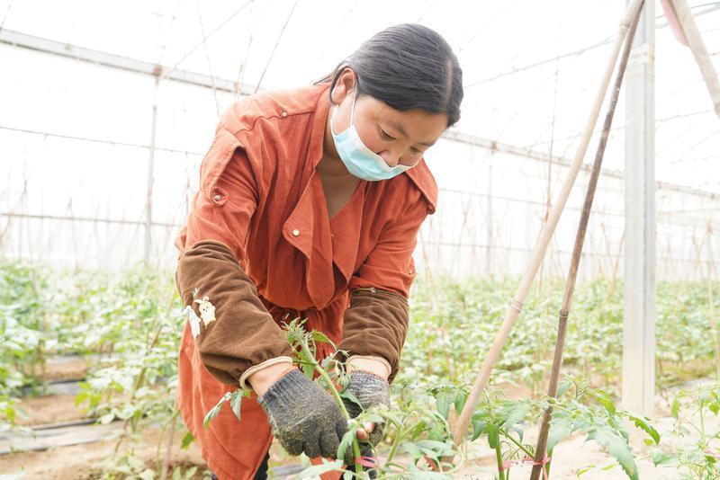 西安市临潼区番茄小种子种出大产业