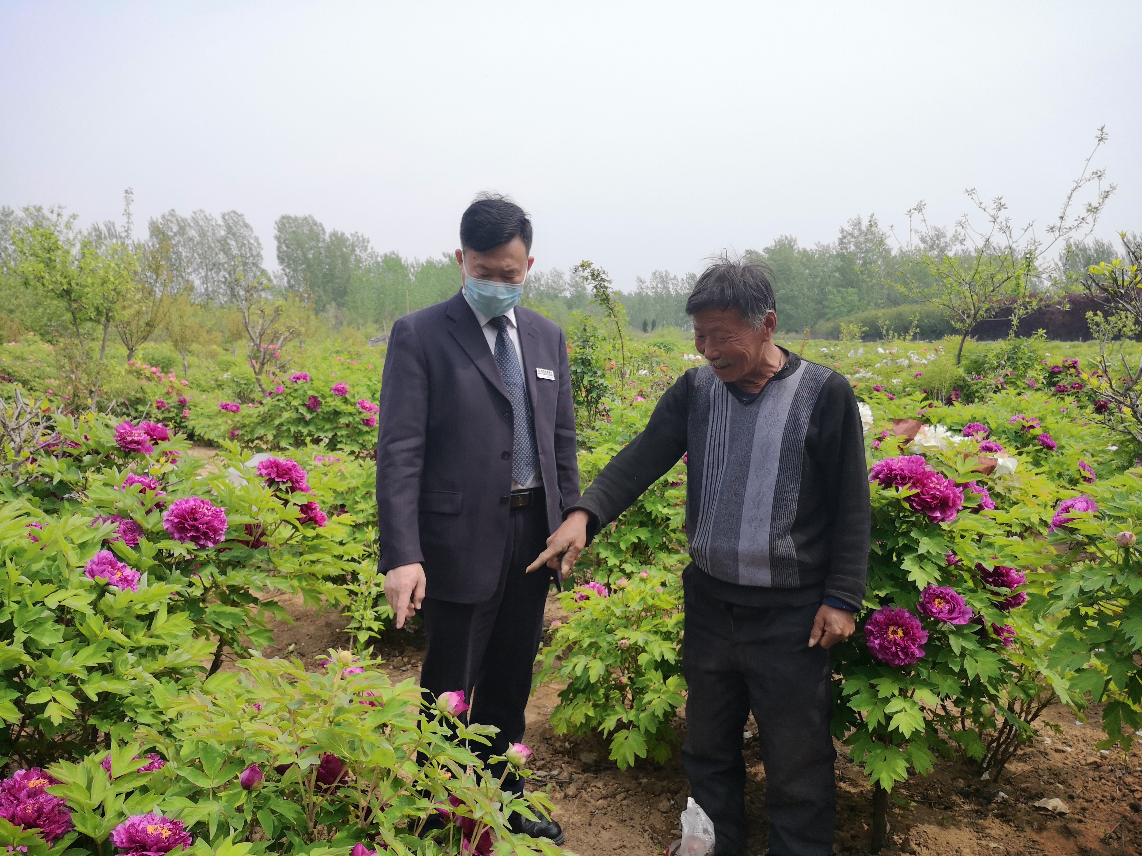 牡丹种植技术(牡丹种植技术及亩收益)