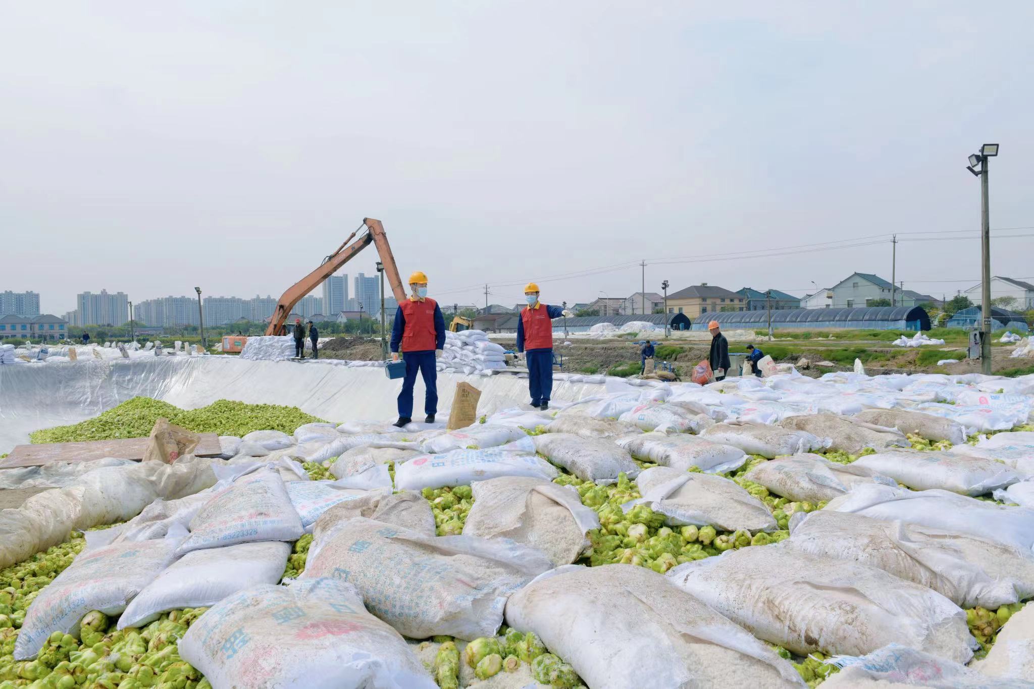 国网余姚市供电公司：小小榨菜头 振兴大产业