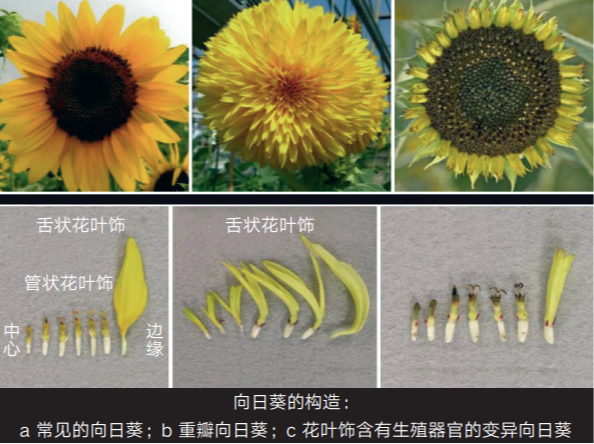 常见的向日葵和重瓣向日葵以及向日葵的构造（《艺术与科学：从野生茄子到三宅一生》插图）
