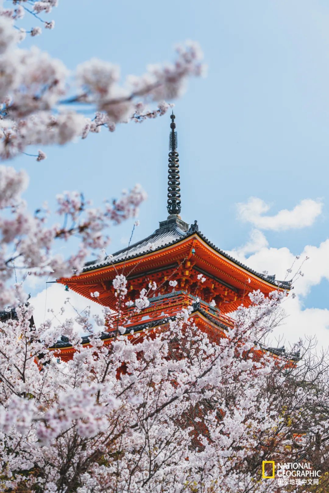 日本最美的地方樱花图片