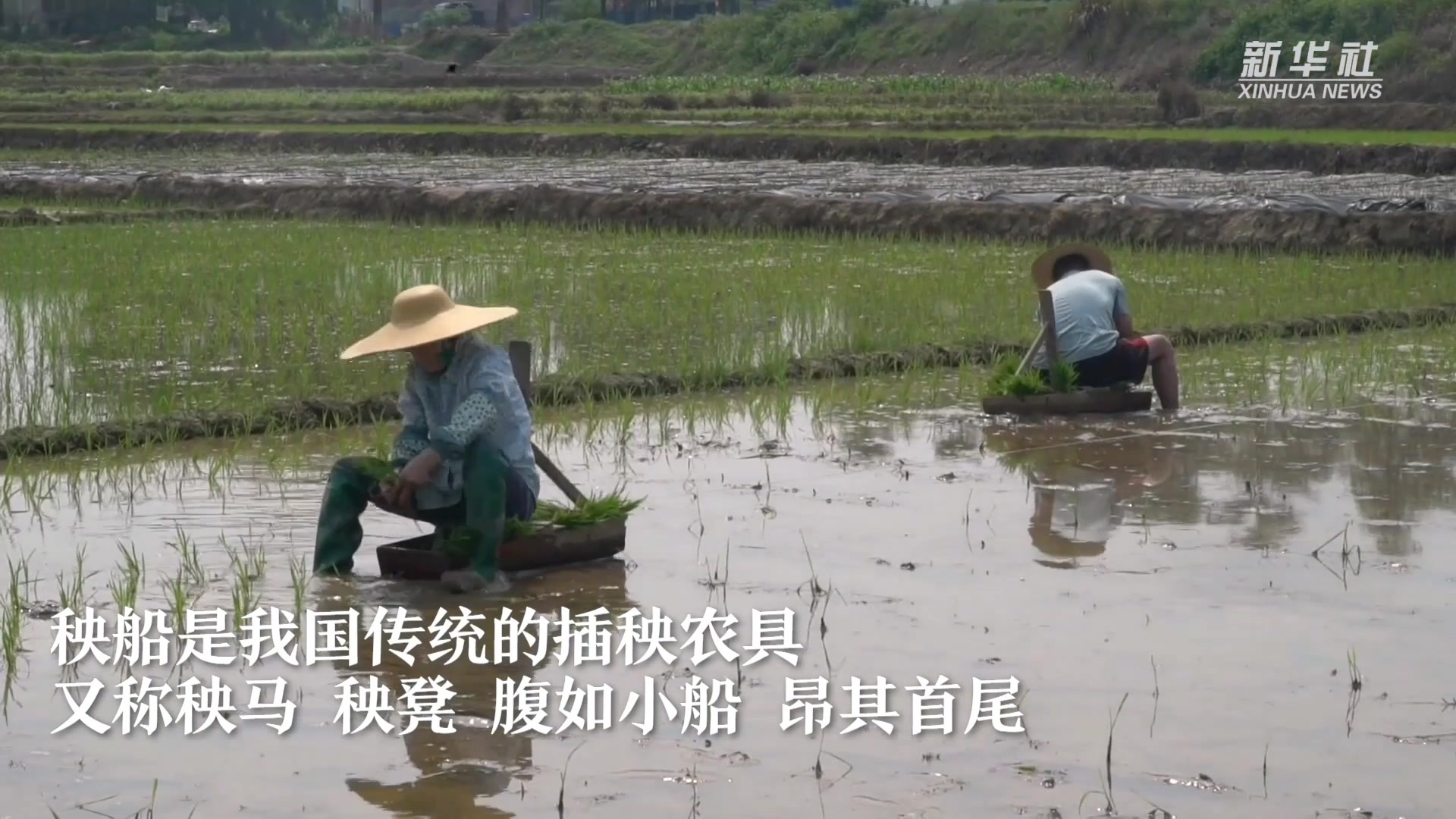 坐着小船插秧你见过吗?广西横州古老秧船田里漂