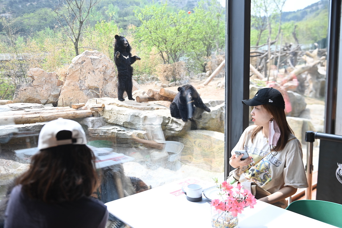 狼来了！青岛森林野生动物世界森林狂欢月开启，五一假期来这里！