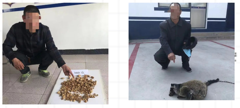 涞水县公安局森林警察大队重拳出击打击非法猎捕贩卖野生动物案件