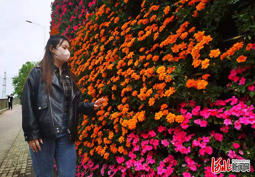 位于石家庄市维明南大街与槐安西路东南角的花墙。杨林摄