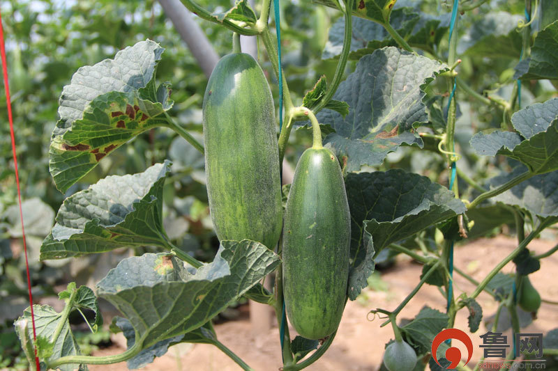 日照莒县：甜瓜丰收在望，这里的村民最想感谢的是他们！