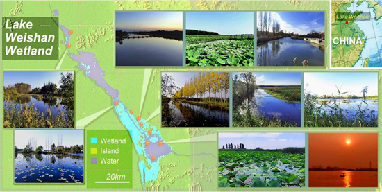 微山湖湿地发现近40个新物种