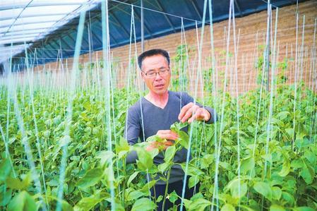 在崆峒区安国镇土桥村蔬菜种植基地内，菜农在给辣椒吊蔓。 姚志强