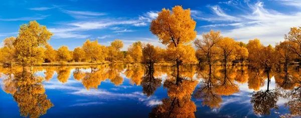 金塔沙漠胡杨林景区