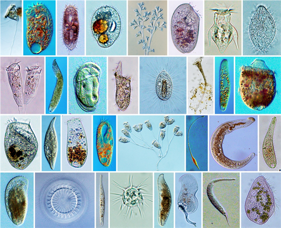 微山湖湿地发现近40个新物种