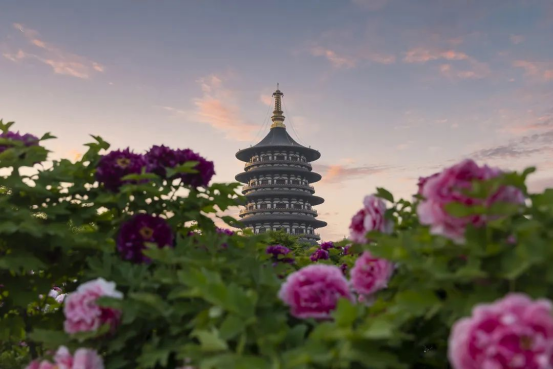 图为隋唐洛阳城的牡丹盛景