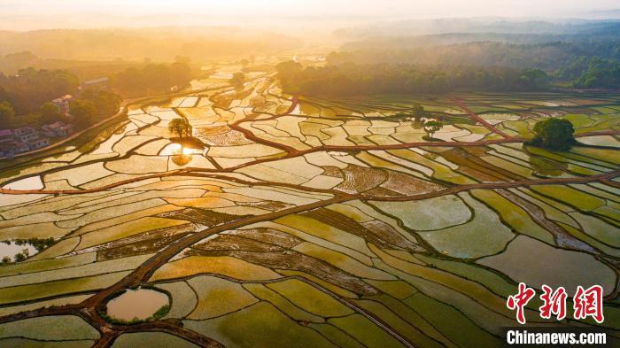 金色晨光照耀下的田地犹如一块块天然的调色板,秀美无比. 李小明 摄