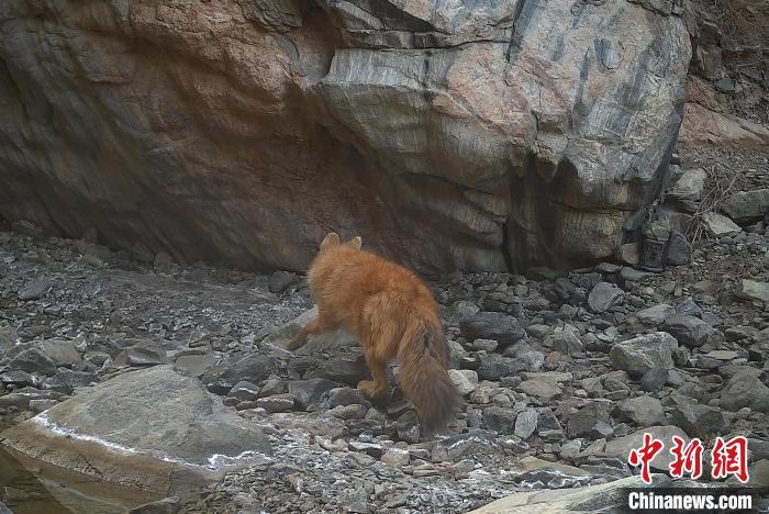 近日，地处甘肃酒泉地区阿克塞哈萨克族自治县西部的安南坝自然保护区，发现国家一级保护动物豺群活动。何永旺 摄