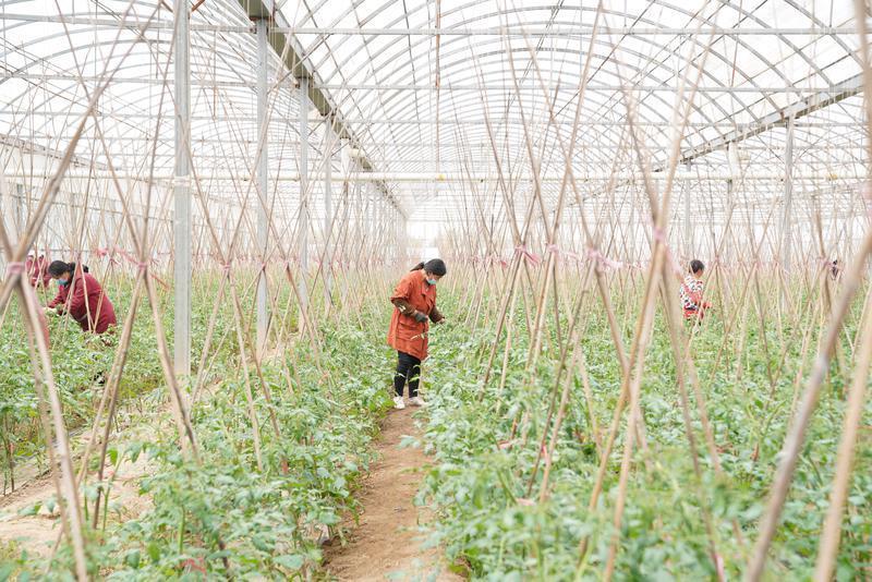 西安市临潼区番茄小种子种出大产业