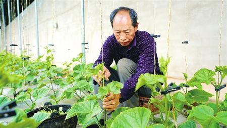 静宁县界石铺镇李堡村菜农在给黄瓜苗搭架、整枝