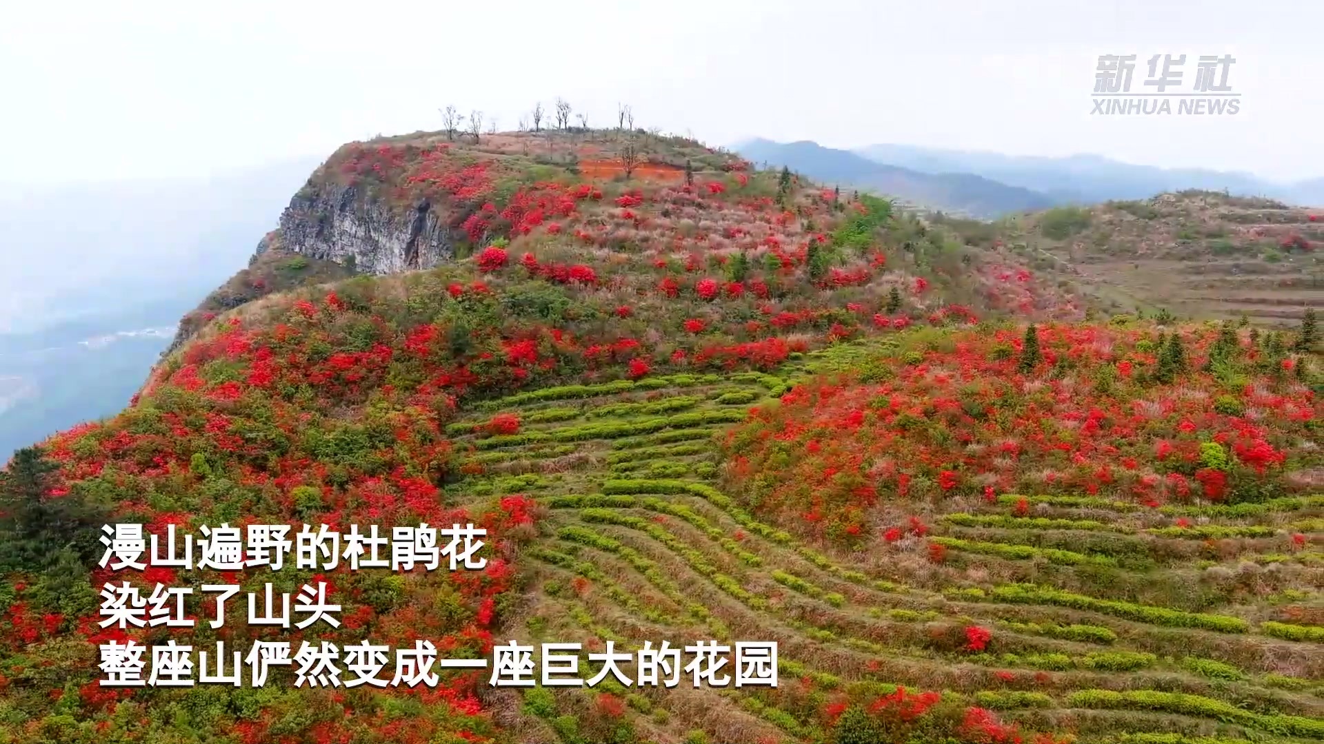 整座山都是花园！贵州漫山的杜鹃花太美了