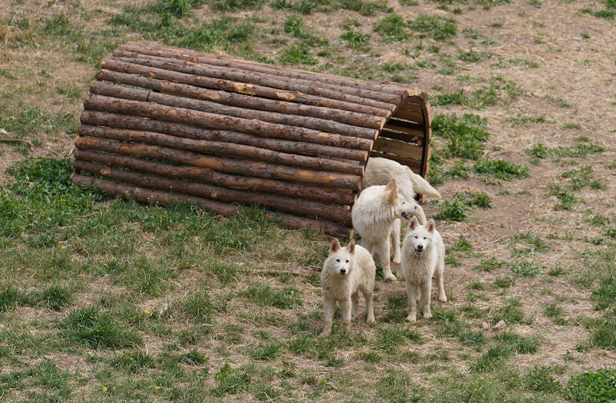 狼来了！青岛森林野生动物世界森林狂欢月开启，五一假期来这里！