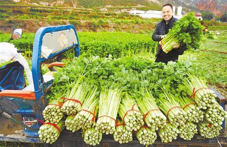 安定区高原蔬菜产销两旺 新甘肃·甘肃日报通讯员 王宏宾