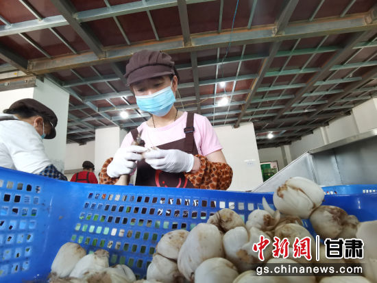 2021年6月29日，兰州市“乡村就业工厂”揭牌。图为七里河区一家百合企业女工在生产线包装。（资料图）张婧 摄