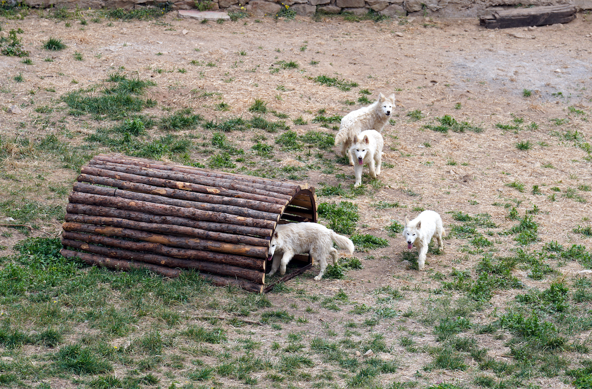 狼来了！青岛森林野生动物世界森林狂欢月开启，五一假期来这里！