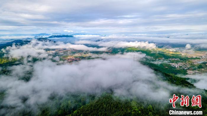 航拍春雨洗礼后的仰天岗国家森林公园云雾缭绕，壮美无比。　伍荣达 摄