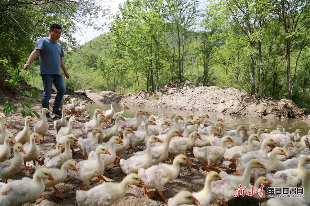“90”后“新農人”王源博正在放養小黃鵝