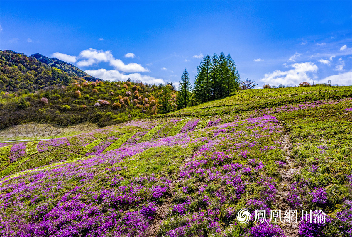 视频丨银装素裹 巫溪红池坝景区迎来“冰雪童话世界”_凤凰网视频_凤凰网