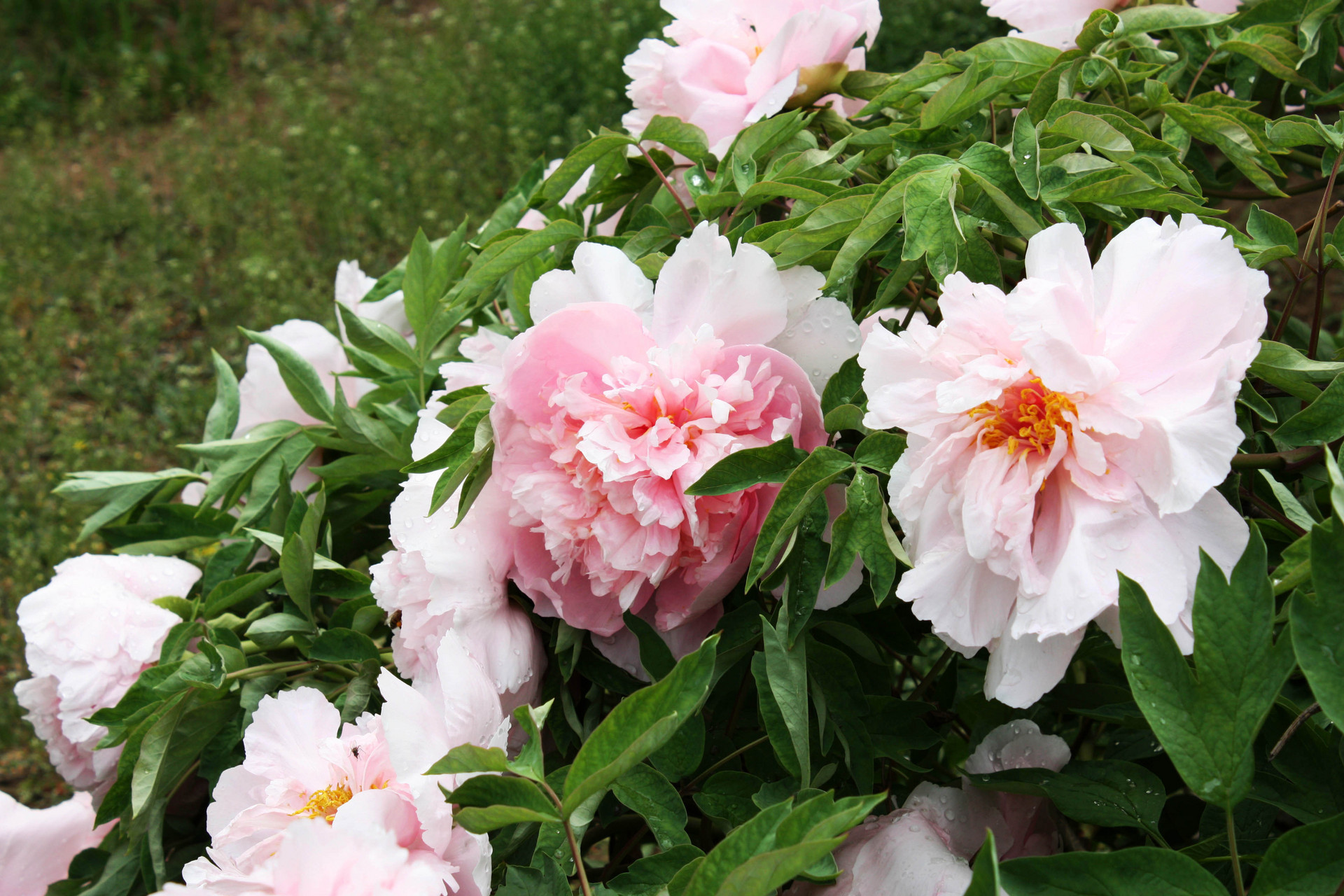 万物苏醒 来青岛国学公园感受一下国色天香的盛景！