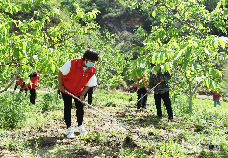 2022年5月3日,青年志愿者在河北省平山县王家湾村石家庄“一家人”志愿者团队捐种的核桃园里锄草。河北日报记者赵永辉摄影报道