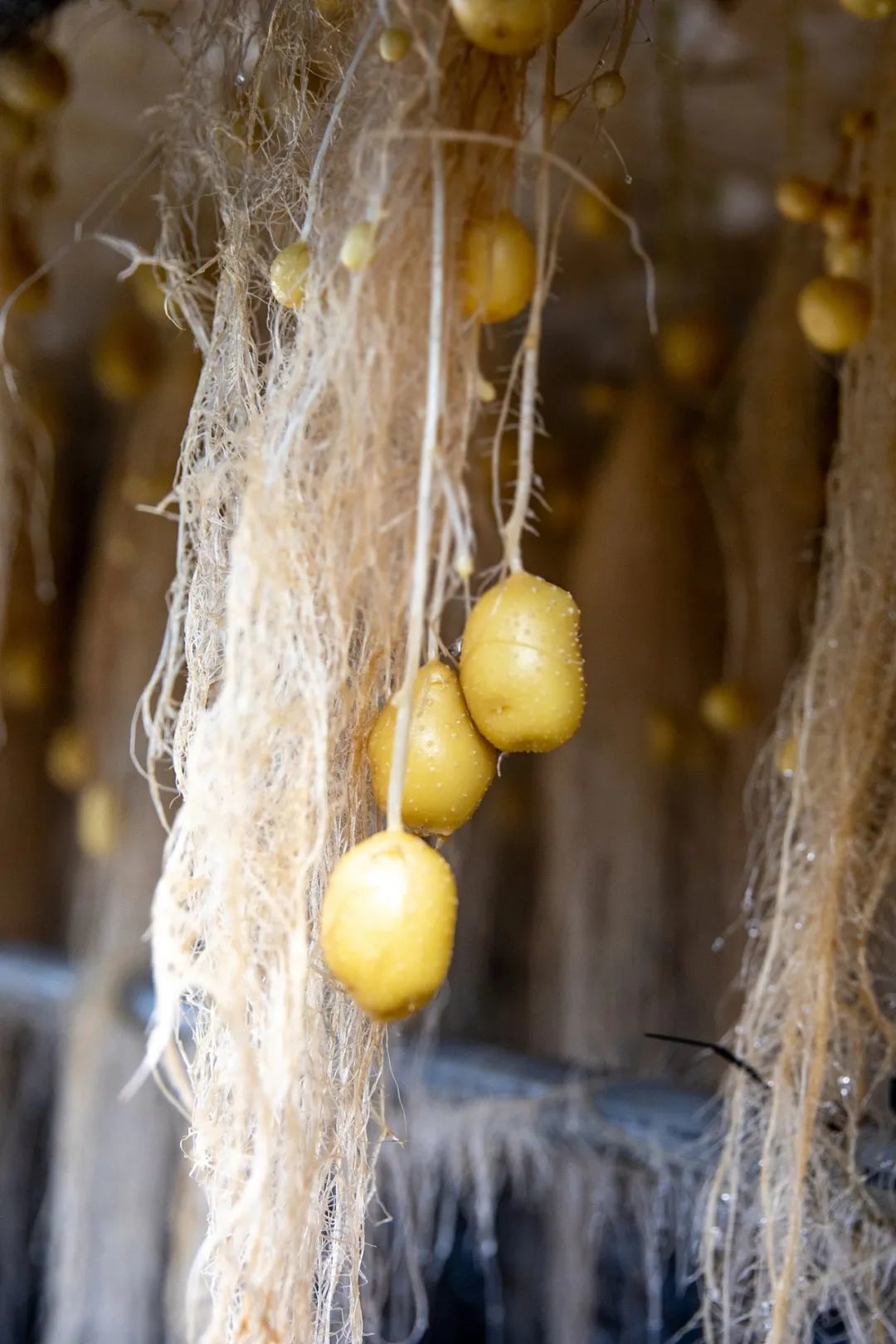 定西马铃薯种植基地里的马铃薯 图/视觉中国