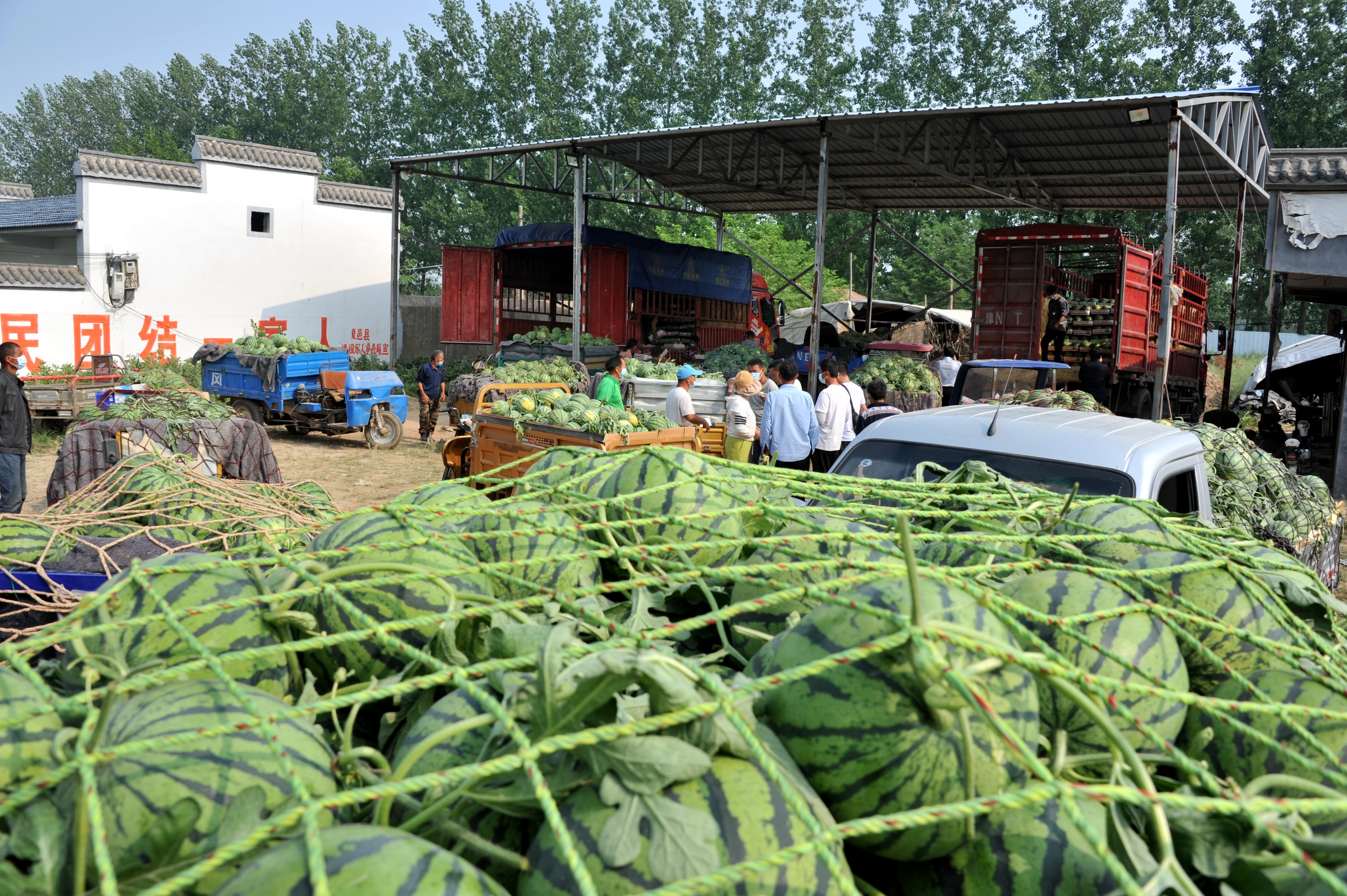 夏邑18万亩优质西瓜“甜蜜”上市