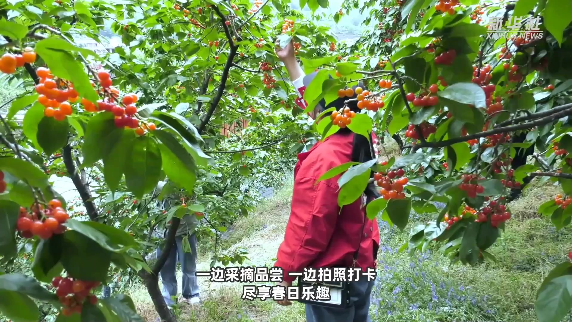 云南鲁甸：樱桃种植绿了青山富了果农