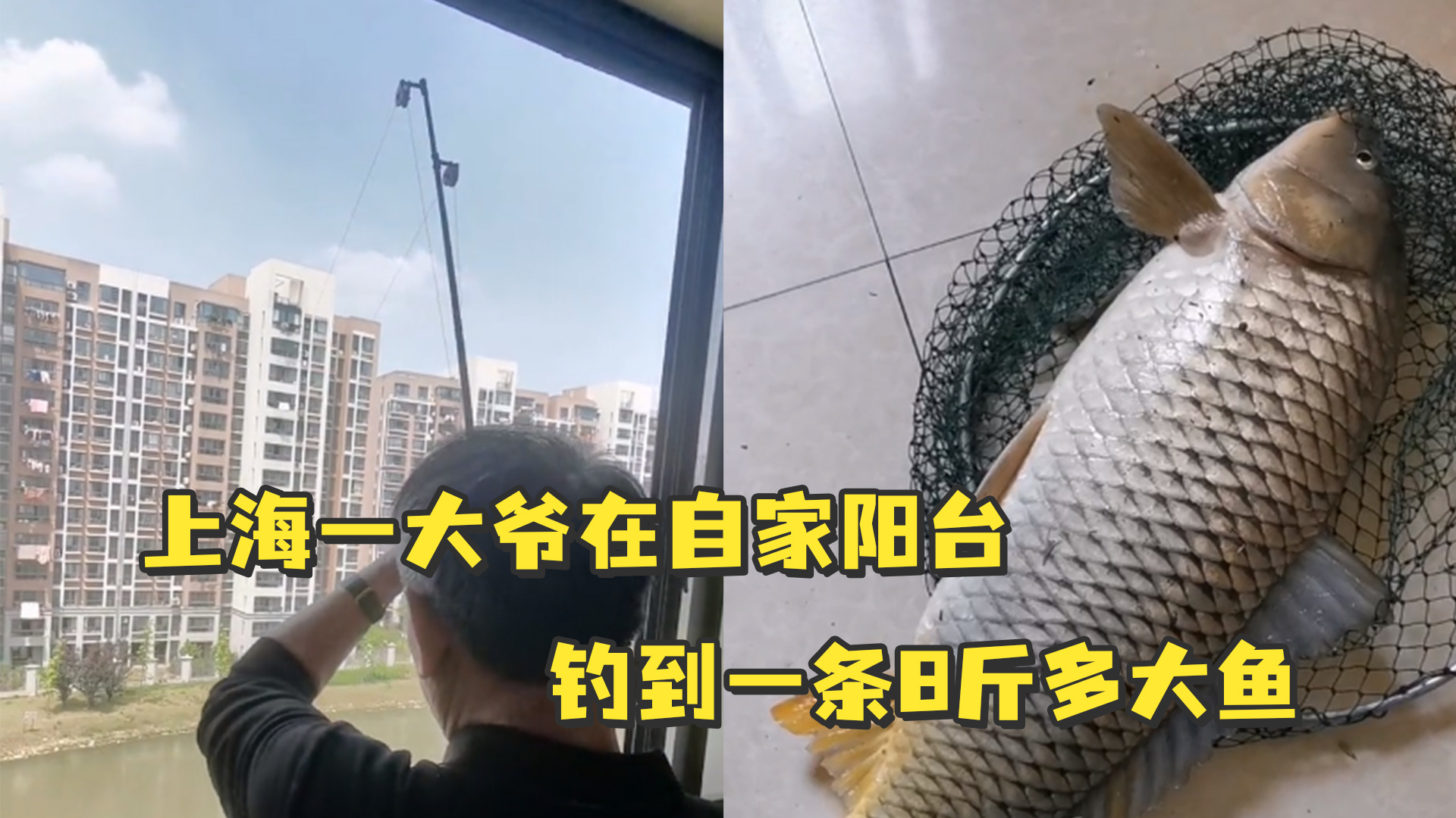 上海一大爷在自家阳台钓到一条8斤多大鱼 网友：这江景房买得值