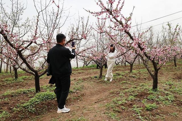 一名游客在鄠邑第四届桃花节现场游玩拍照。赵影超摄