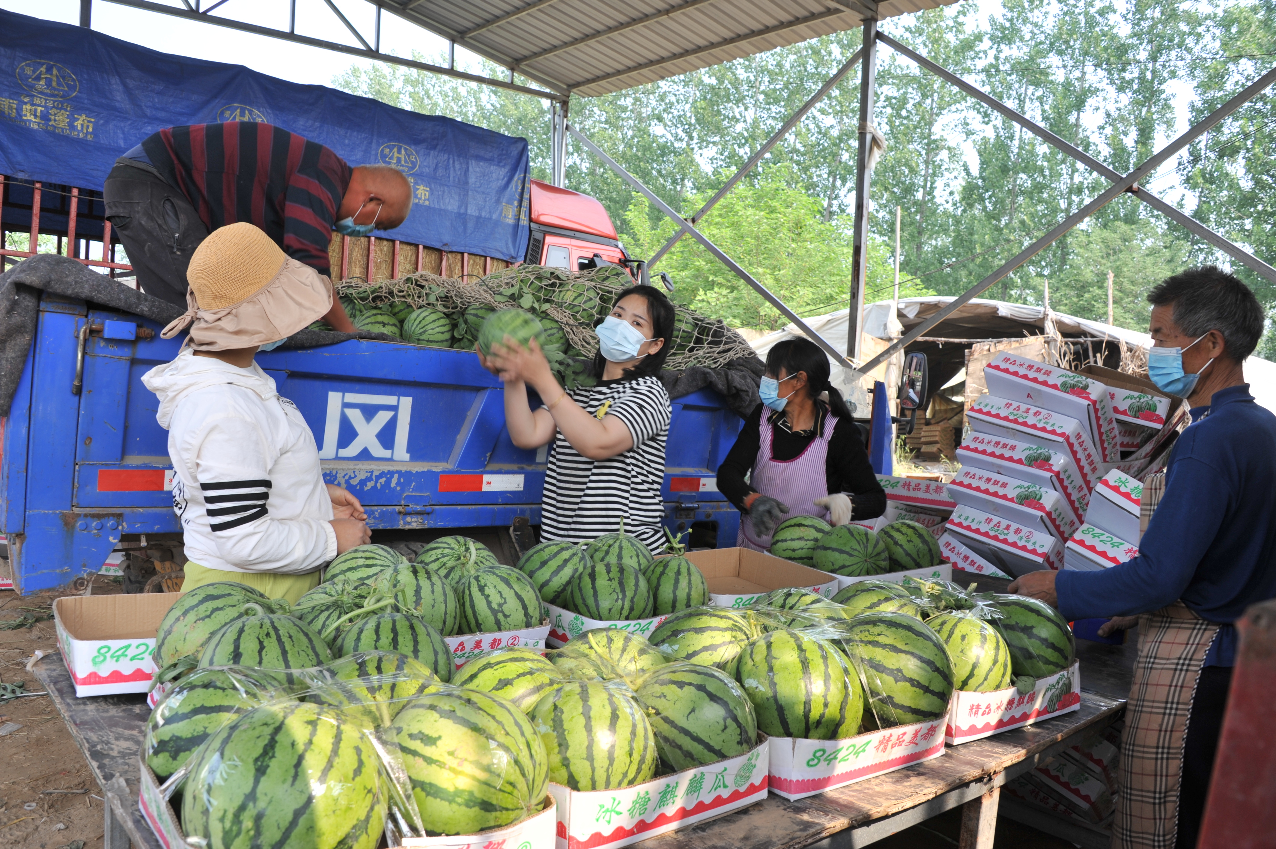 夏邑18万亩优质西瓜“甜蜜”上市