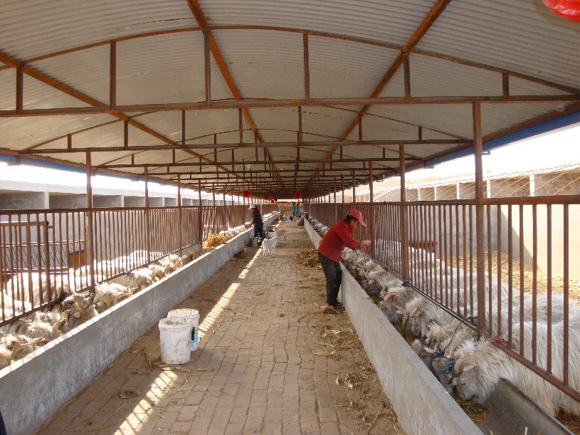 陕西横山：做强特色产业助力乡村振兴