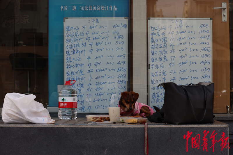 5月3日，上海市黄浦区，“电话亭女士”的小狗“丽丽”正窝在一家暂停营业的房屋中介门前。中青报·中青网记者 李强/摄