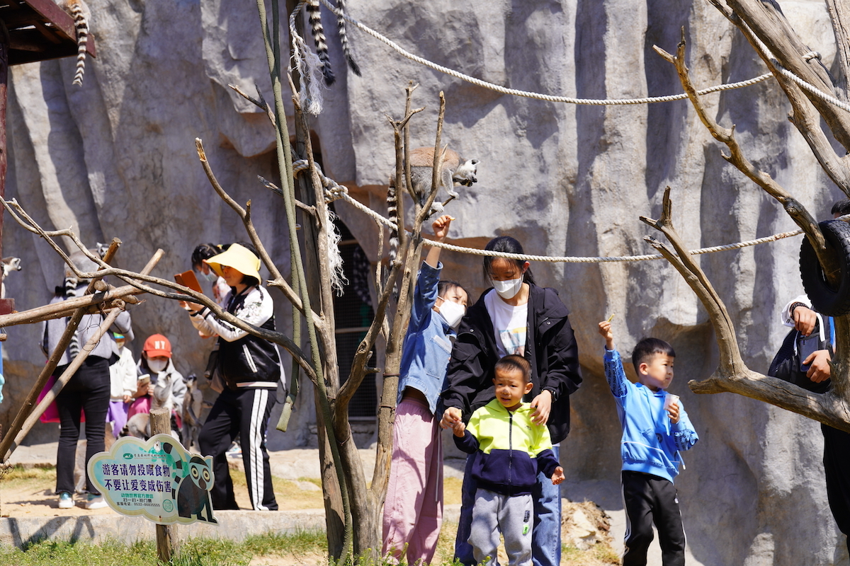 五一假期总接待3.7万人次 青岛森林野生动物世界趣青野露营地报名火热