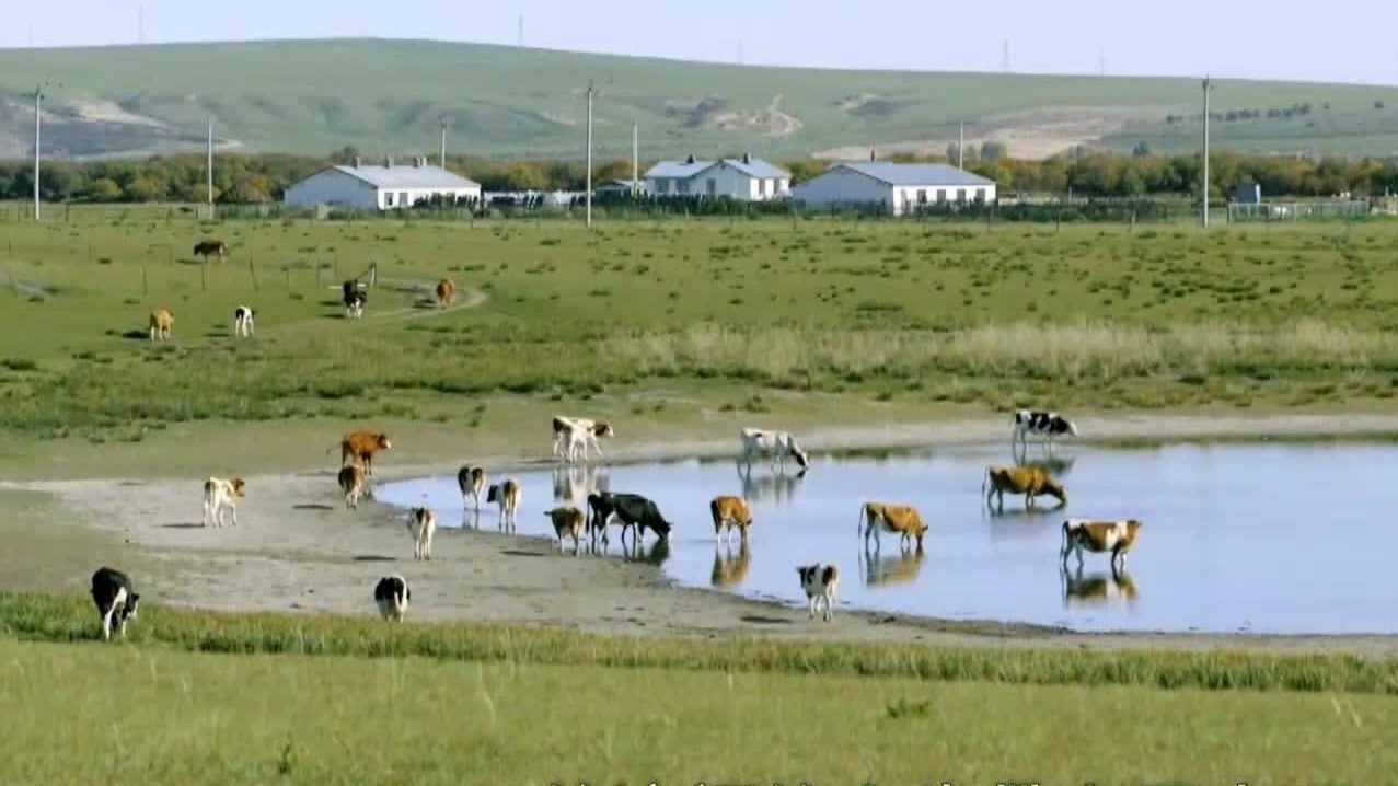 秋季屠宰的苏白牛，是呼伦贝尔草原牧民公认的上等货