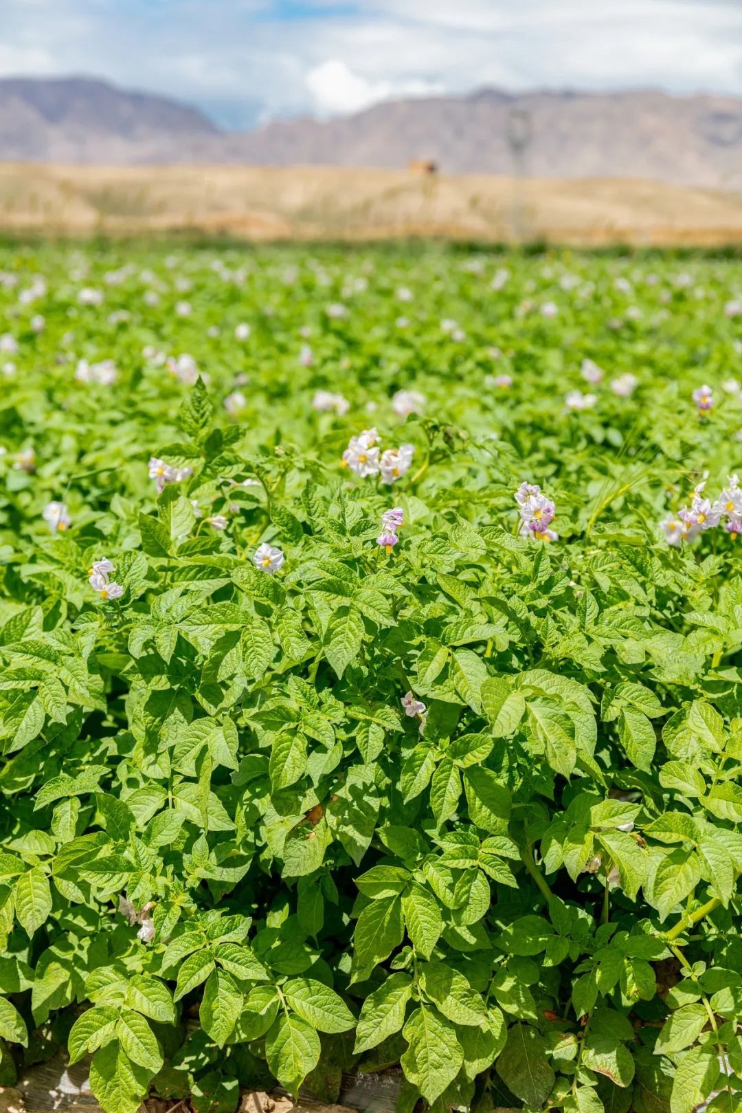马铃薯花并不像马铃薯一般“土气” 图/视觉中国