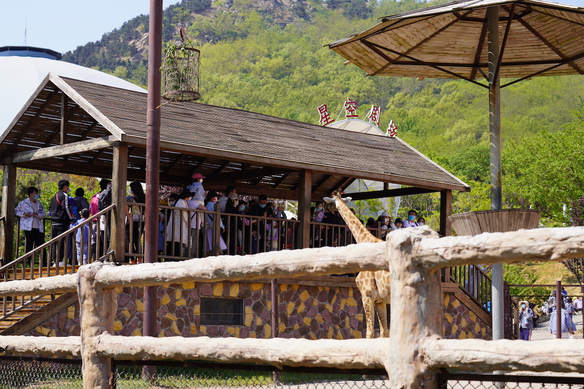 五一假期总接待3.7万人次 青岛森林野生动物世界趣青野露营地报名火热