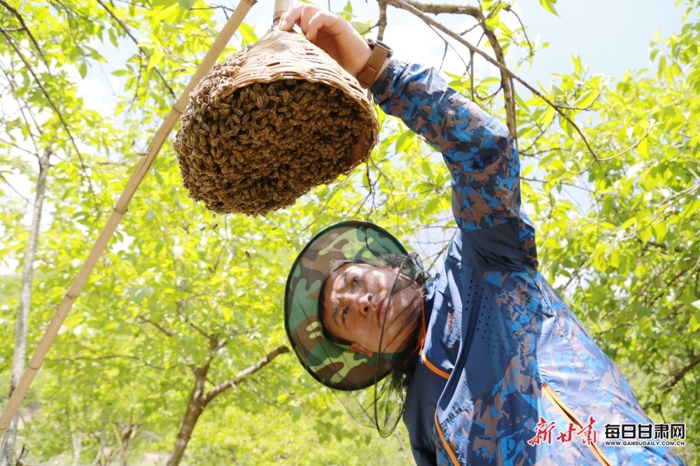 “90”后“新農人”王源博正在管護蜜蜂“分家”