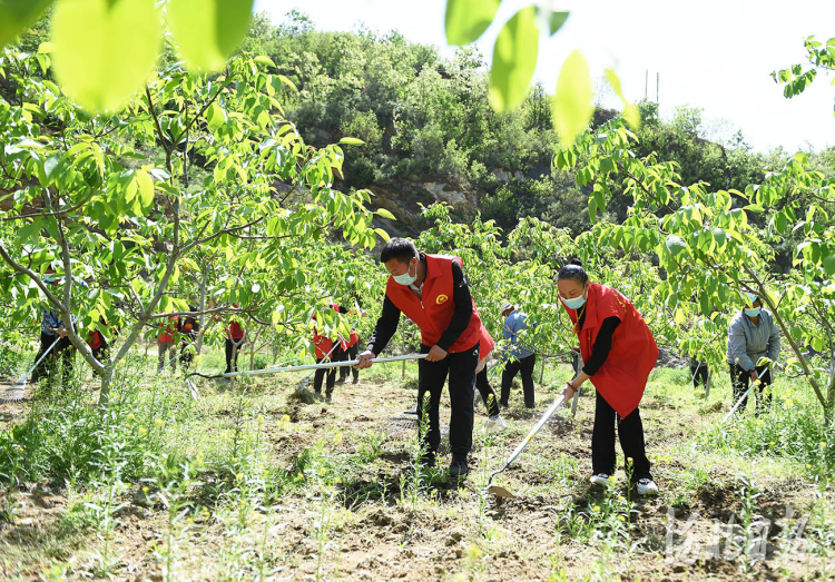 2022年5月3日,青年志愿者在河北省平山县王家湾村石家庄“一家人”志愿者团队捐种的核桃园里锄草。