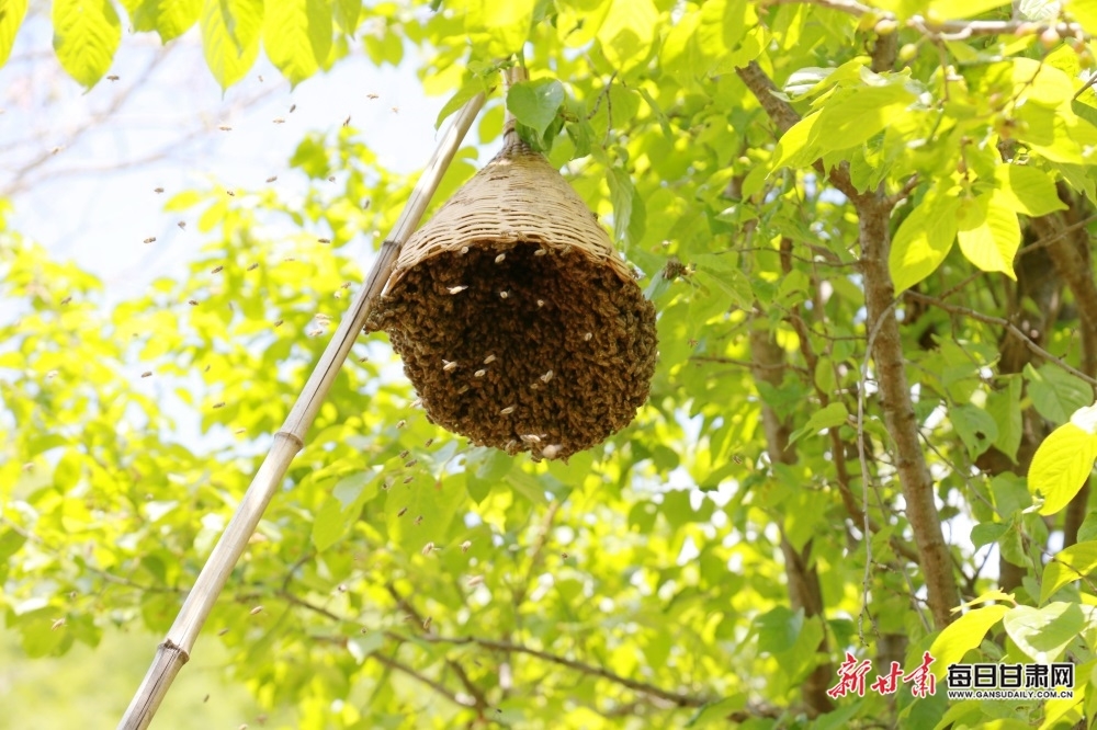 養殖“小蜜蜂”成為致富大產業
