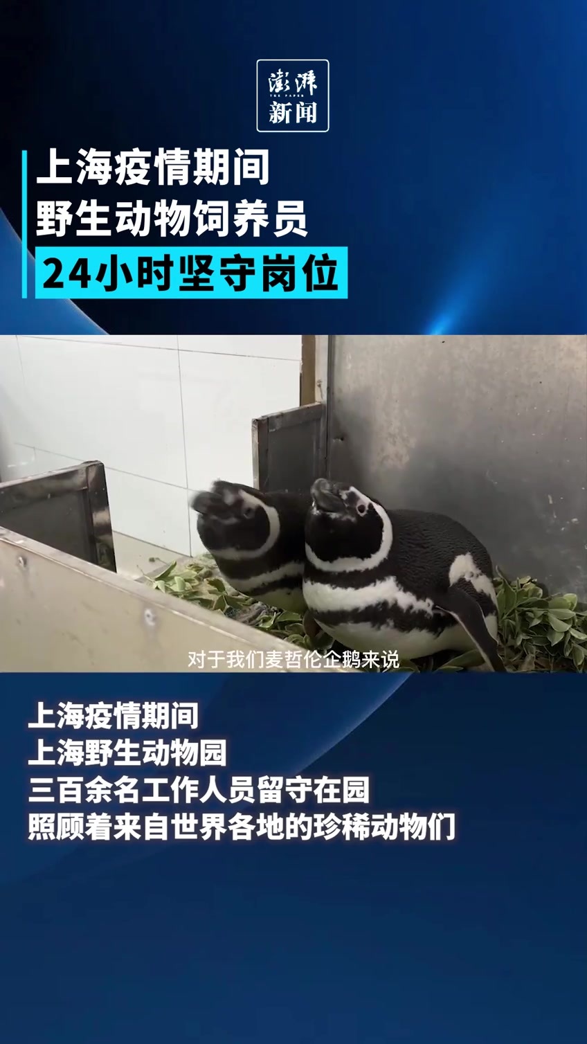 我們的上海飼養員留守動物園的40天